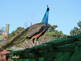 Pavo real muy colorido sobre techo verde
