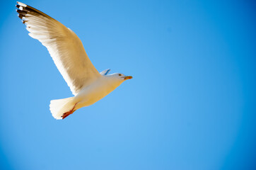 Seagull flying over Camber Sands beach in England.