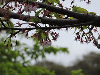 Flor de cerezo