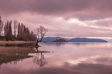Naklejka premium 'Wanaka Tree' tree growing in Lake Wanaka, New Zealand