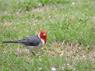 Ave Cardenal sobre pasto verde