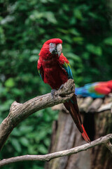 Red macaw on natural branch