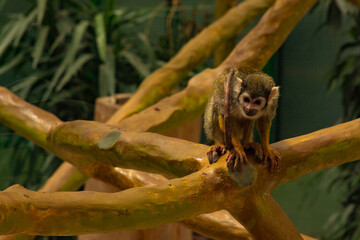 Obraz premium Schöne Tiere im Zoo bei Tag 