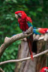 Red macaw on natural branch