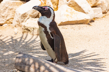 Fototapeta premium Schöne Tiere im Zoo bei Tag 
