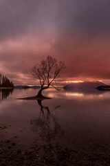 'Wanaka Tree' tree growing in Lake Wanaka, New Zealand