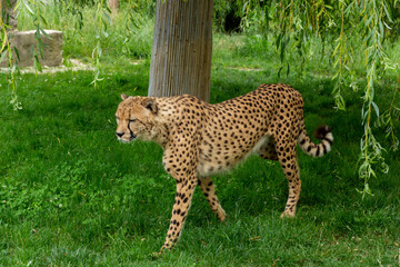 Schöne Tiere im Zoo bei Tag 