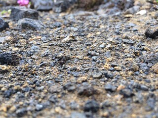 Close up of dirt with lichen
