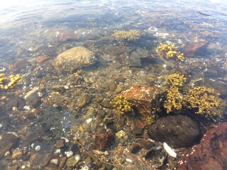 View of underwater life and seaweed