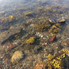 View of underwater life and algae