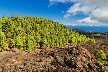 Fototapeta na wymiar pine grove of Tenerife