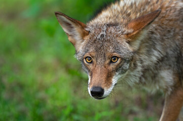 Adult Coyote (Canis latrans) Stares Out Ears to Sides Summer