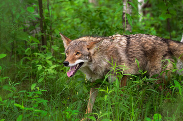 Adult Coyote (Canis latrans) Steps Out of Forest Summer