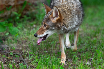 Naklejka na ściany i meble Adult Coyote (Canis latrans) Looks Left Tongue Out Summer