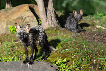 Adult Cross Fox (Vulpes vulpes) Stands on Rock Looking Out Young Kit in Background Summer