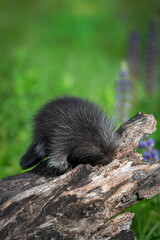Porcupette (Erethizon dorsatum) Sniffs at Log Lupine Behind Summer