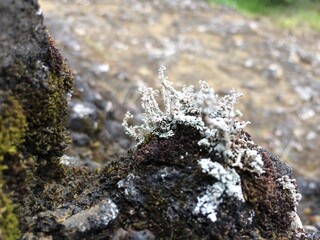 White lichen on mossy rocks and moss