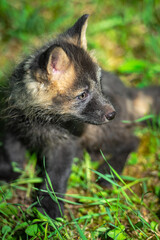 Red Fox (Vulpes vulpes) Kit Sits in Grass Looking Right Summer