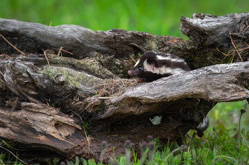 Naklejka na ściany i meble Eastern Spotted Skunk (Spilogale putorius) Peeks Out from Inside Log Summer
