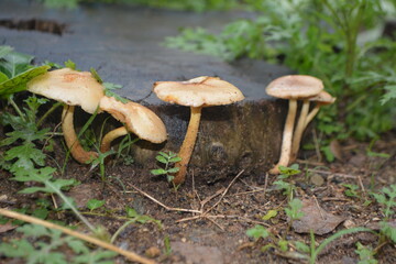 hongos salvajes