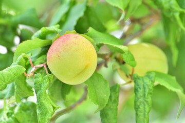 自宅の梅　おいしく大きくできます。