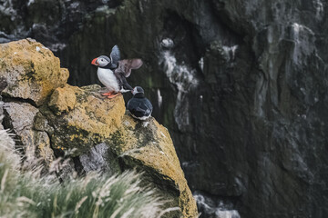 Icelandic Puffin bird standing on the rocky cliff on a sunny day at Latrabjarg, Iceland, Europe.