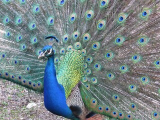 Obraz premium Beautiful brightly colored peacock seen on the island of Crete in Greece