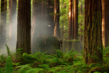 Sunbeams shine through a foggy redwood forest in California at sunset