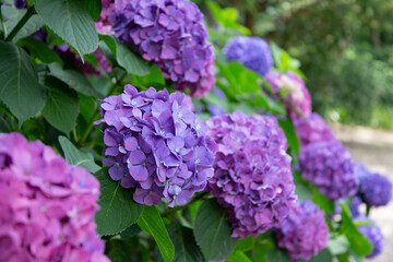 様々な紫の紫陽花