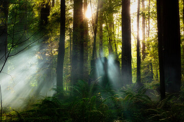 Fototapeta premium Sunbeams shine through a foggy redwood forest in California at sunset