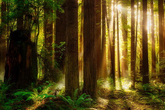 Sunbeams shine through a foggy redwood forest in California at sunset