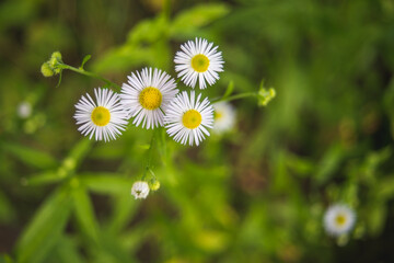 Common daisy flowers close up on blurry background in nature, summer concept