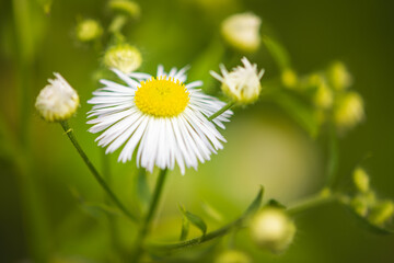 Common daisy flowers close up on blurry background in nature, summer concept