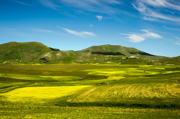 Fototapeta premium Flowering in the Piano Grande of Castelluccio di Norcia, Sibillini mountains (June 2020), with the village on the hill and the Italian-shaped forest.