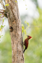 Mother banded woodpecker feeding her baby chicks