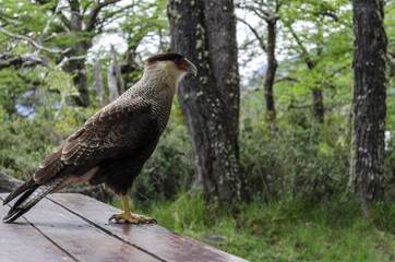 Closeup shot of a buzzard in the forest