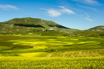 Flowering of cultivated fields (lentils) in the Piano Grande of Castelluccio di Norcia, Sibillini mountains, with the village on the hill. June 2020.