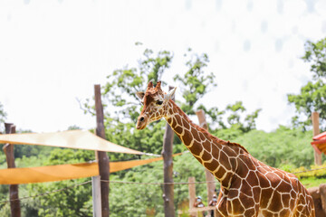 Close-up of a giraffe in Maryland zoo. Maryland, Baltimore. 