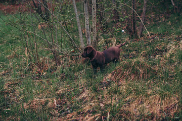 A bear that is standing in the grass near a forest