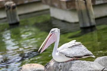 Pelican bird near water lake in Maryland, USA. 