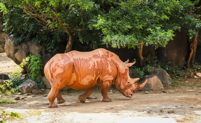 Rhinoceros after a play in the red mud and water in a zoo. Maryland, USA. 