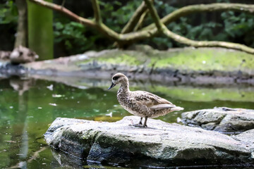 A small Mandarin duck waiting for near the pound with green blurred background. 
