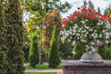 Obraz premium Flower beds with white and red petunias