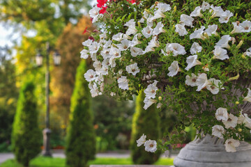 Flower beds with white and red petunias