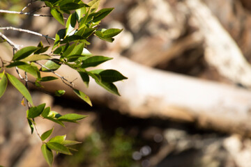 green leaves on a tree