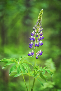 Lupinus arcticus growing outdoors in a sunny day. Blooming Lupine flowers.