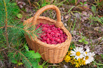 Fototapeta na wymiar Wicker basket with fresh forest raspberries on the edge of the forest with a bouquet of wildflowers