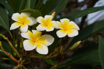 White and yellow flowers. Cambodia flower in the garden. Bali. 