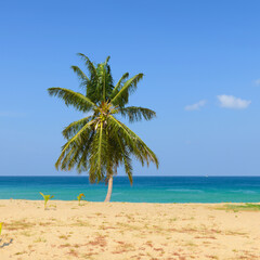 Obraz na płótnie Canvas Tropical Beach with Coconut Palm Trees and blue sky