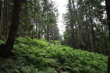 A tree in a forest